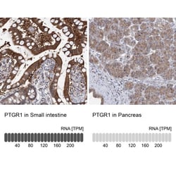 PGR1 Antibody, Novus Biologicals 0.1mL; Unlabeled:Antibodies, Polyclonal